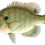 Purebred Bluegill