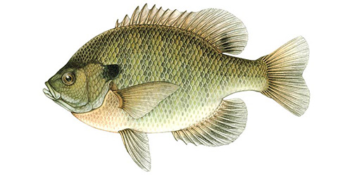 Purebred Bluegill