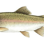 Rainbow Trout