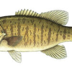 Smallmouth Bass