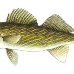 Walleye