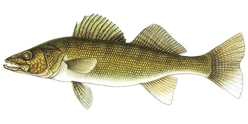 Walleye