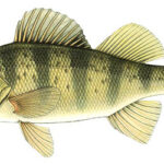 Yellow Perch