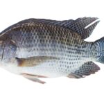 A brief description of indoor farming for tilapia